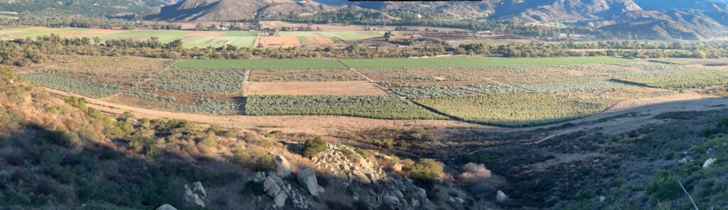 Suncoast Botanicals Eucalyptus Farm and Wholesale Business | KD Farms Trucking